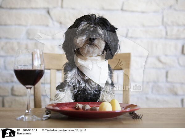 Havaneser / Havanese / BK-01101