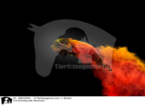 Holi-Shooting mit Havaneser / holi shooting with Havanese / JEB-02004