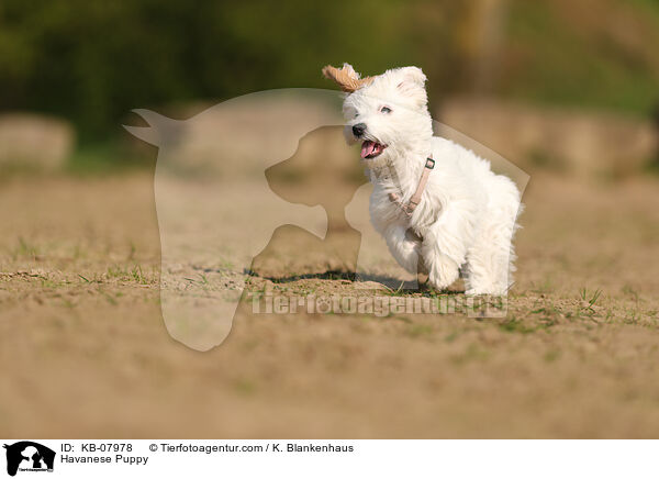 Havaneser Welpe / Havanese Puppy / KB-07978