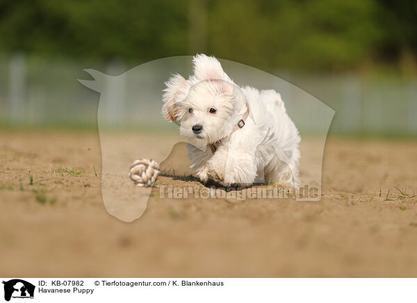 Havaneser Welpe / Havanese Puppy / KB-07982