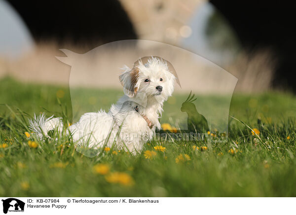 Havaneser Welpe / Havanese Puppy / KB-07984