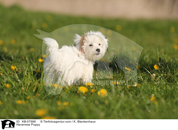 Havaneser Welpe / Havanese Puppy / KB-07986