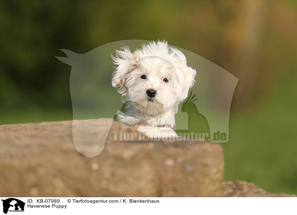 Havaneser Welpe / Havanese Puppy / KB-07989