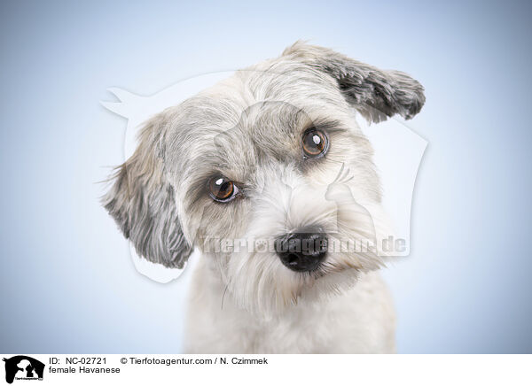 Havaneser Hndin / female Havanese / NC-02721