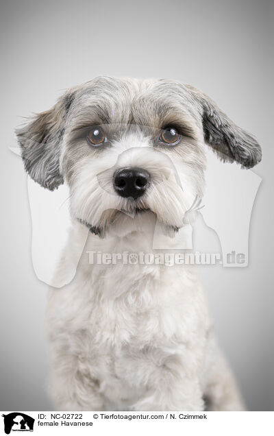 Havaneser Hndin / female Havanese / NC-02722