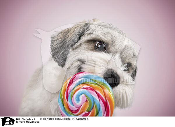 Havaneser Hndin / female Havanese / NC-02723