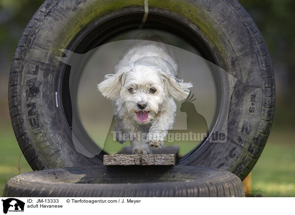 adult Havanese / JM-13333