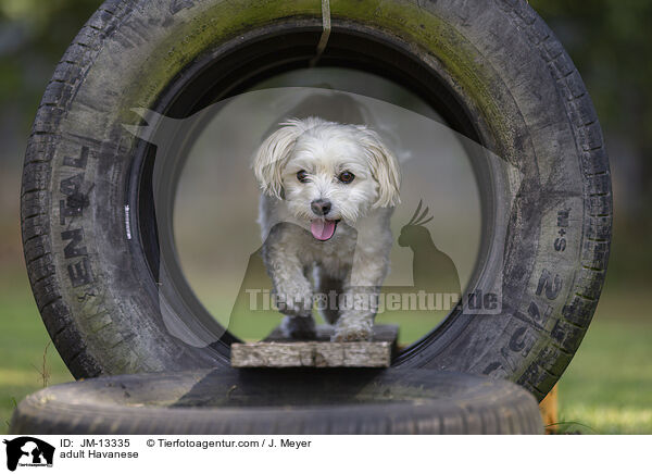adult Havanese / JM-13335