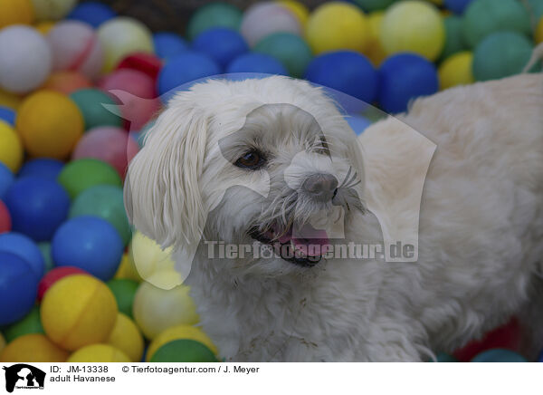 ausgewachsener Havaneser / adult Havanese / JM-13338
