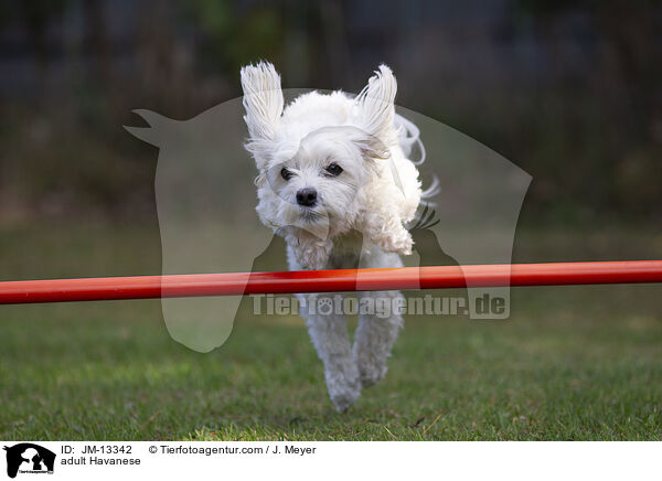 ausgewachsener Havaneser / adult Havanese / JM-13342