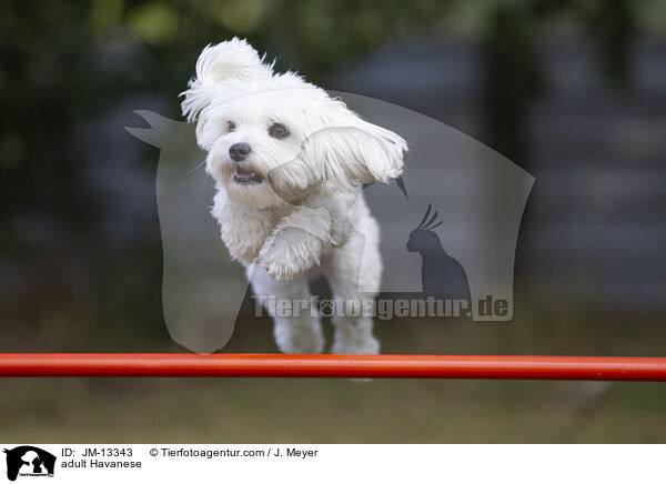 ausgewachsener Havaneser / adult Havanese / JM-13343