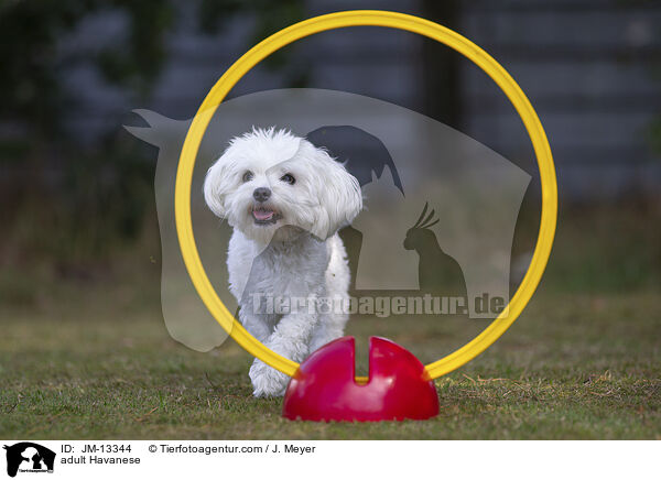 adult Havanese / JM-13344