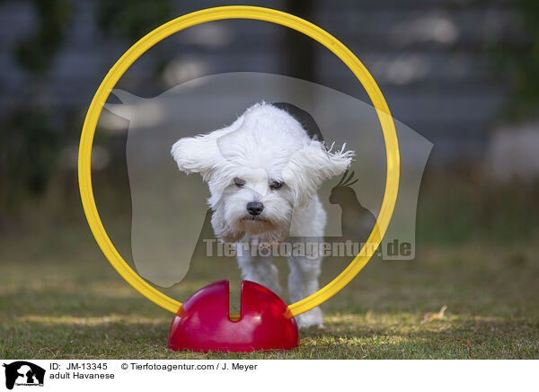 ausgewachsener Havaneser / adult Havanese / JM-13345