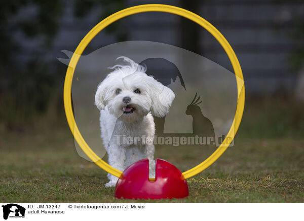 ausgewachsener Havaneser / adult Havanese / JM-13347