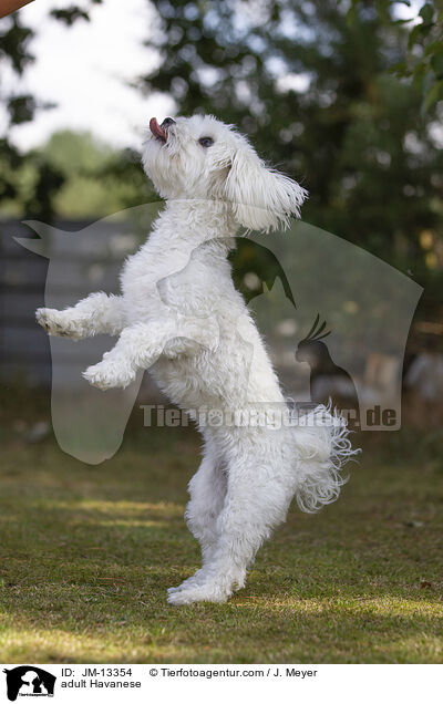 ausgewachsener Havaneser / adult Havanese / JM-13354