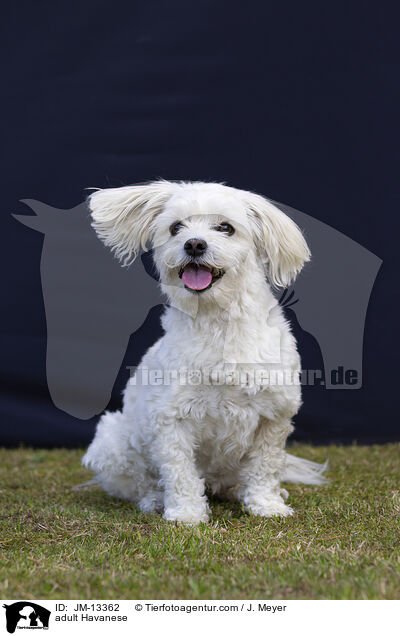 adult Havanese / JM-13362