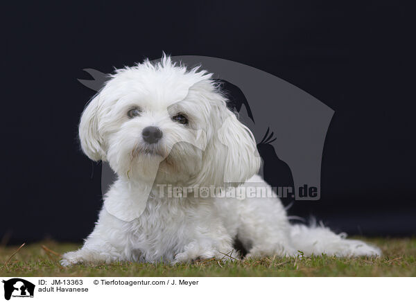 adult Havanese / JM-13363
