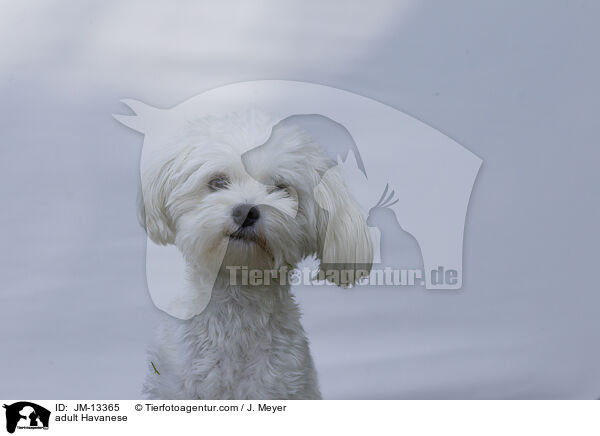 adult Havanese / JM-13365