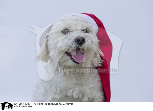 adult Havanese / JM-13367