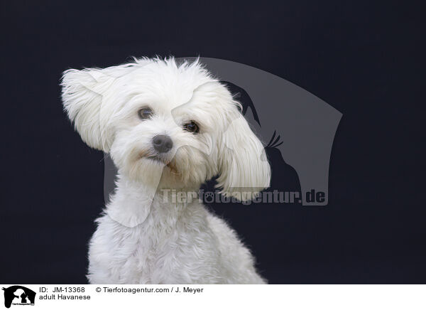 ausgewachsener Havaneser / adult Havanese / JM-13368