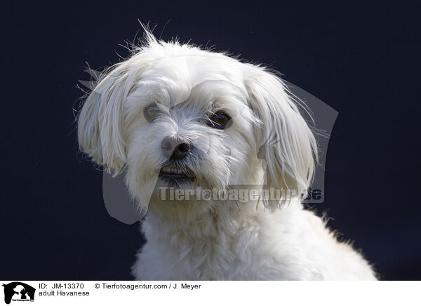 ausgewachsener Havaneser / adult Havanese / JM-13370