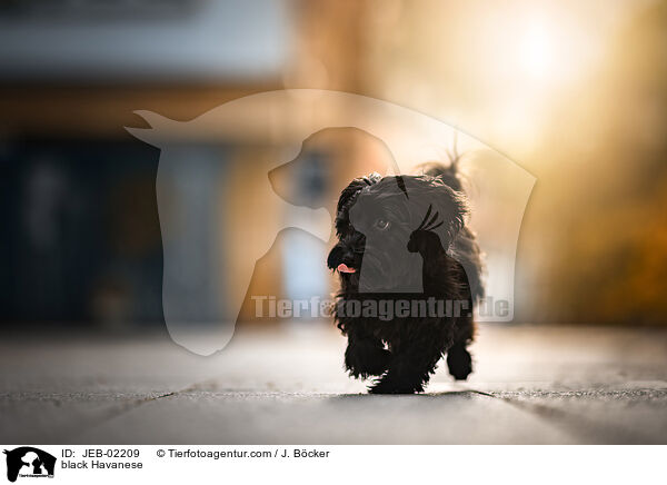 schwarzer Havaneser / black Havanese / JEB-02209