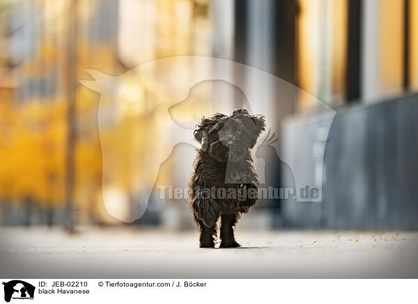schwarzer Havaneser / black Havanese / JEB-02210