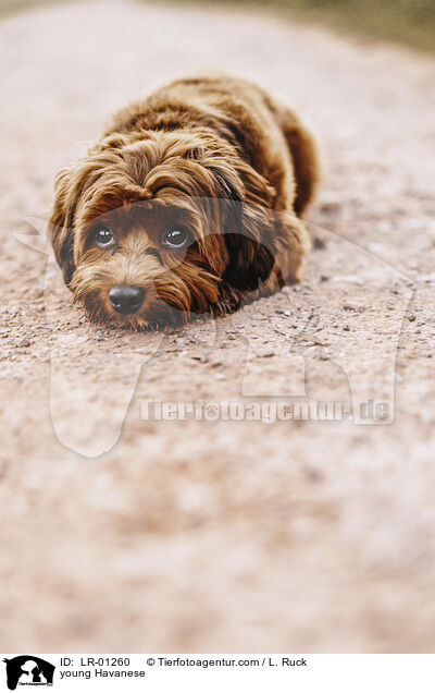 junger Havaneser / young Havanese / LR-01260