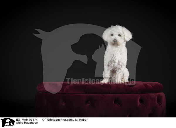 weier Havaneser / white Havanese / MAH-03174