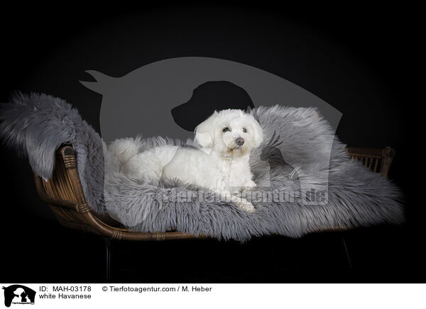weier Havaneser / white Havanese / MAH-03178