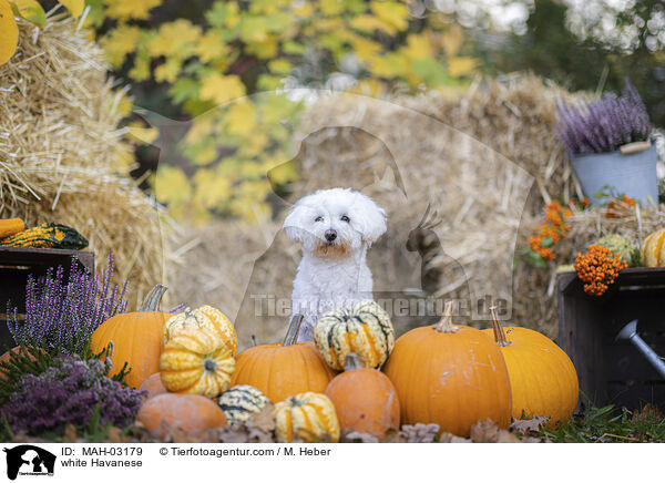 weier Havaneser / white Havanese / MAH-03179