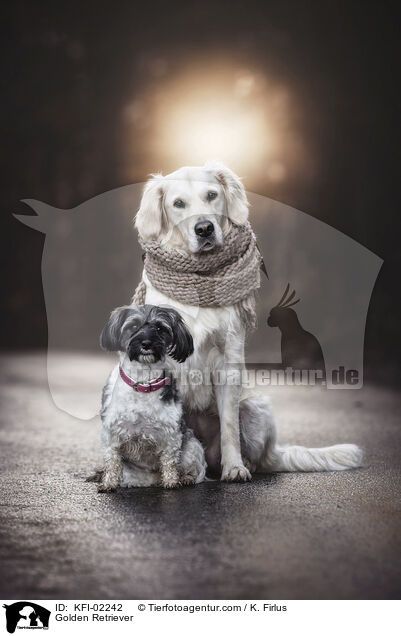 Golden Retriever / Golden Retriever / KFI-02242