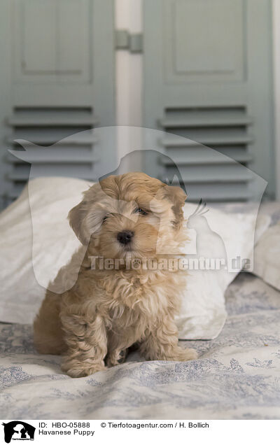 Havaneser Welpe / Havanese Puppy / HBO-05888