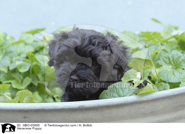 Havaneser Welpe / Havanese Puppy / HBO-05895