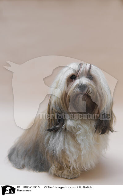 Havaneser / Havanese / HBO-05915