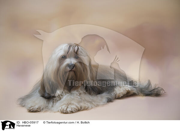 Havaneser / Havanese / HBO-05917