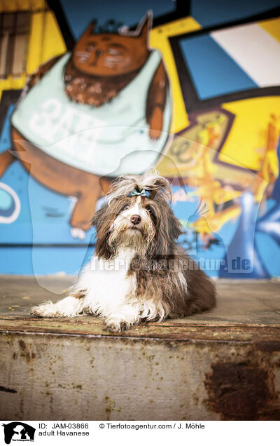 ausgewachsener Havaneser / adult Havanese / JAM-03866