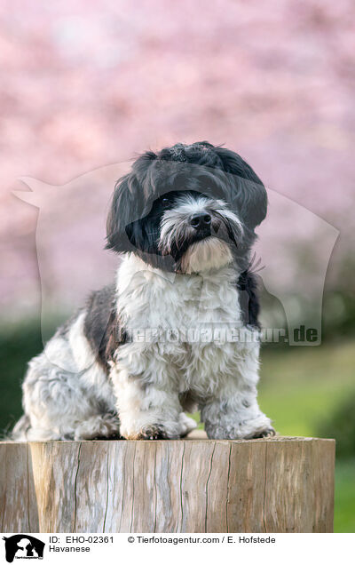 Havaneser / Havanese / EHO-02361