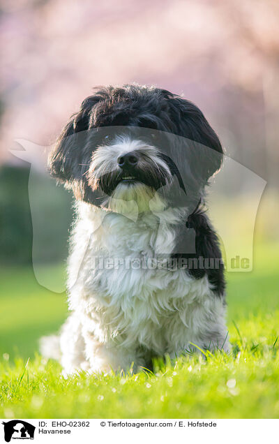Havaneser / Havanese / EHO-02362