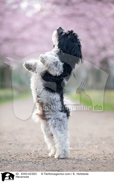 Havanese / EHO-02363