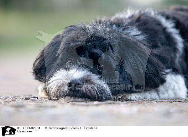 Havaneser / Havanese / EHO-02364