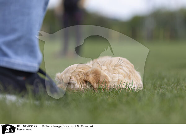 Havanese / NC-03127