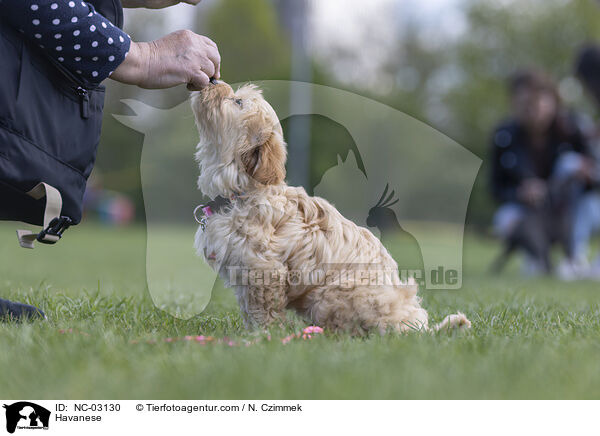 Havaneser / Havanese / NC-03130
