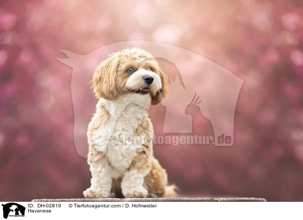 Havaneser / Havanese / DH-02819