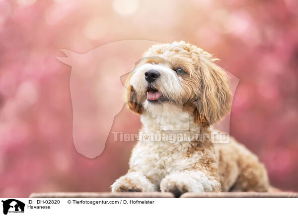 Havaneser / Havanese / DH-02820