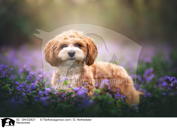 Havaneser / Havanese / DH-02821