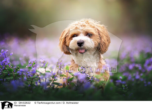 Havaneser / Havanese / DH-02822