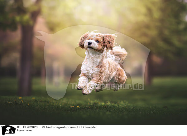Havaneser / Havanese / DH-02823