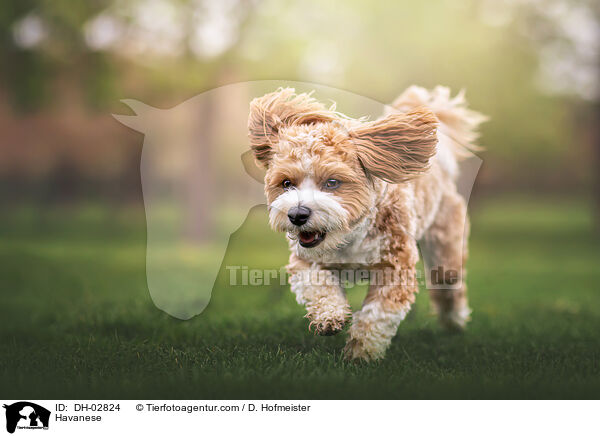 Havaneser / Havanese / DH-02824
