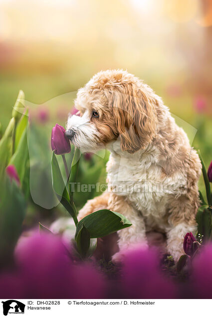 Havaneser / Havanese / DH-02828